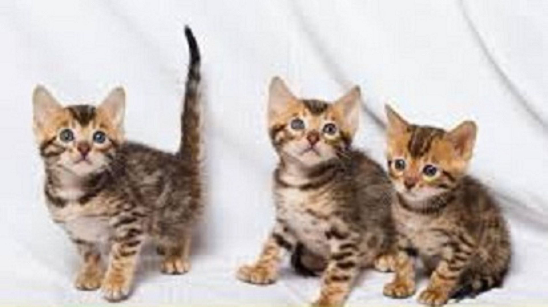 Bengal kätzchen zu verkaufen