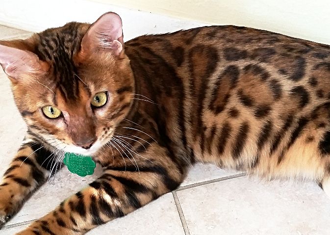 Schöne Gesund Bengal Kätzchen