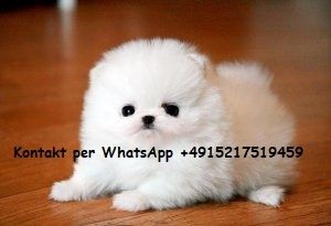 Mini Pomeranian Zwergspitz welpen.