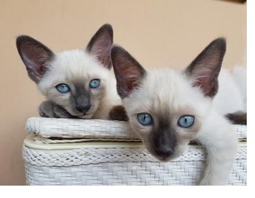 Ragdoll-Kätzchen zu verkaufen.