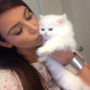 Registrierte Perserkatzen