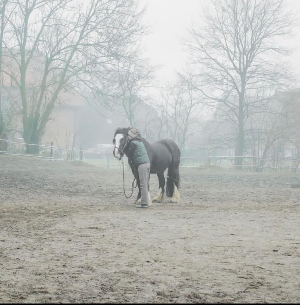 Tinker, Stute, 8 Jahre, 165cm