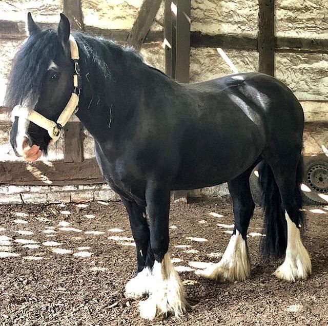 Tinker, Stute, 8 Jahre, 165cm