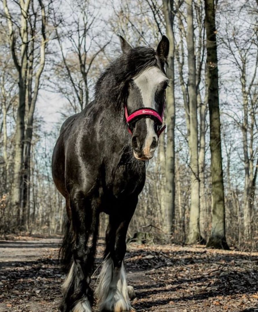 Tinker, Stute, 8 Jahre, 165cm