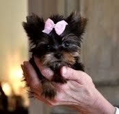 Yorkie-Welpen Yorkie-Welpen