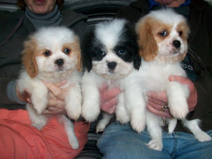 Cavalier King Charles Spaniel Welpen,