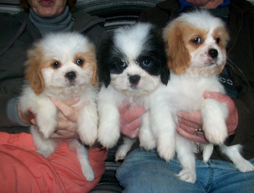 Cavalier King Charles Spaniel Welpen,