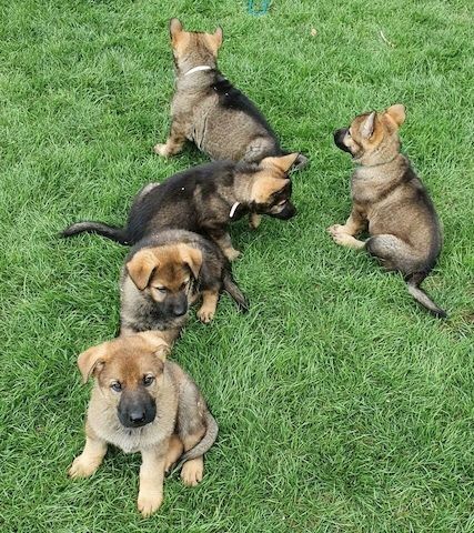 Super Deutsche Schäferhundwelpen mit Papieren
