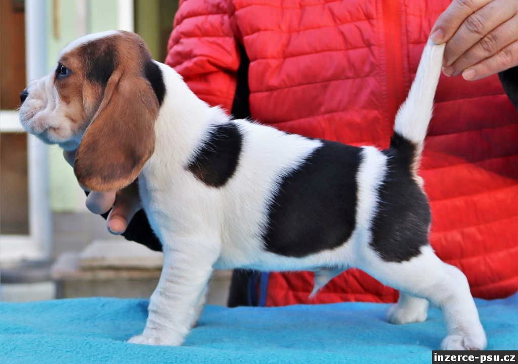 Beagle-Welpen Männliche und weibliche