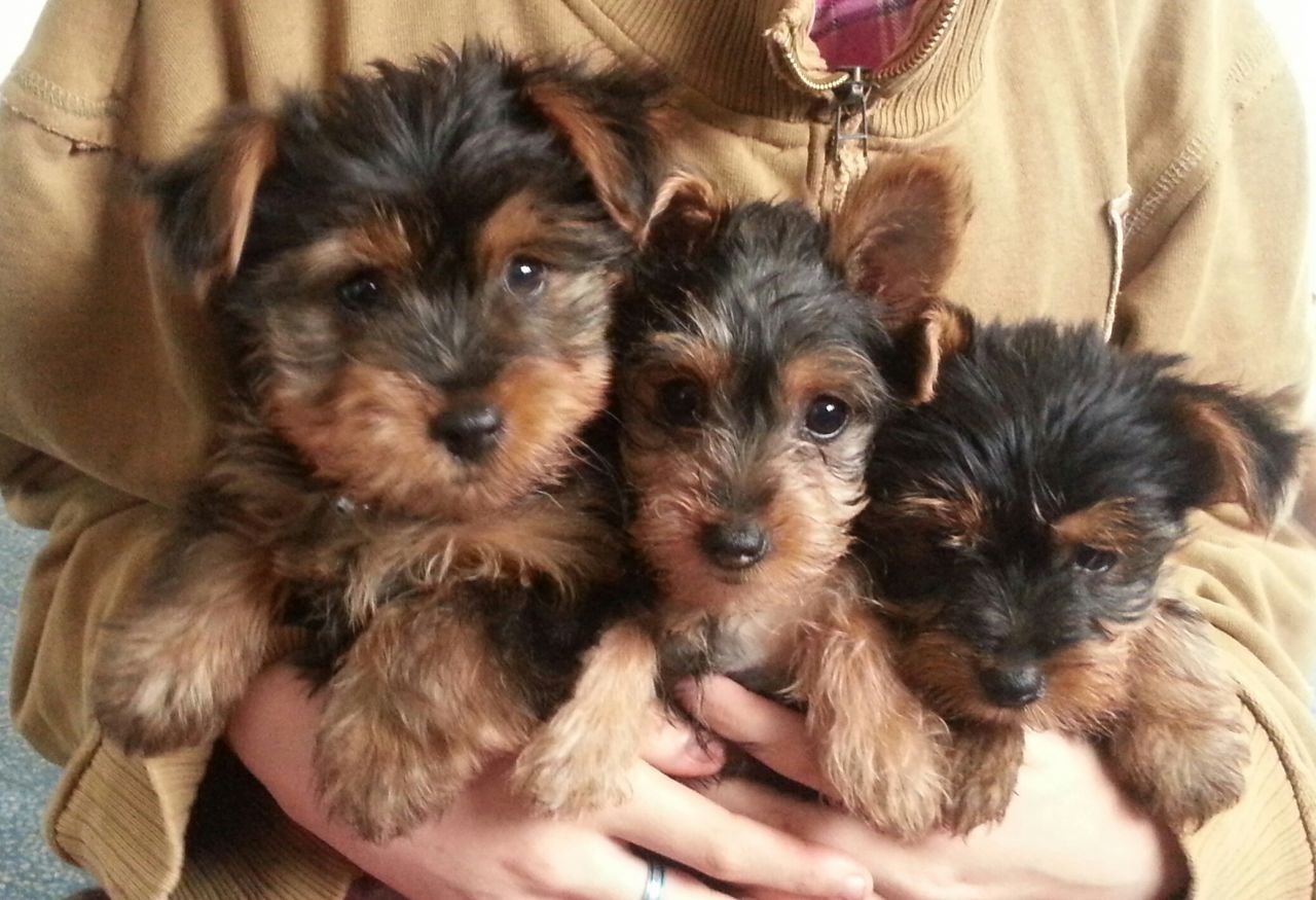 Yorkshire Terrier 12 Wochen mit Papieren