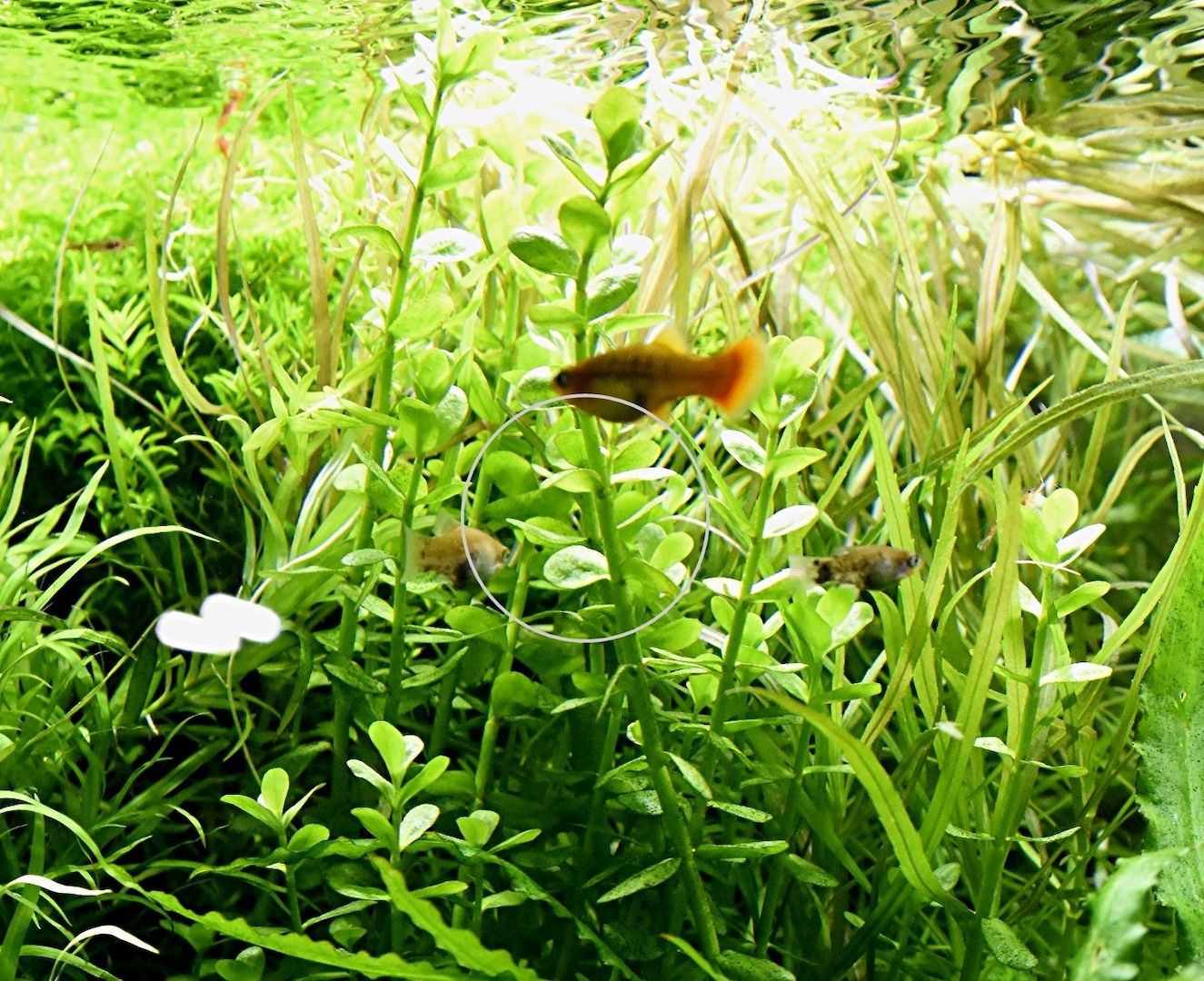 Großes Fettblatt,  Aquariumpflanze, Versand/ Abholung