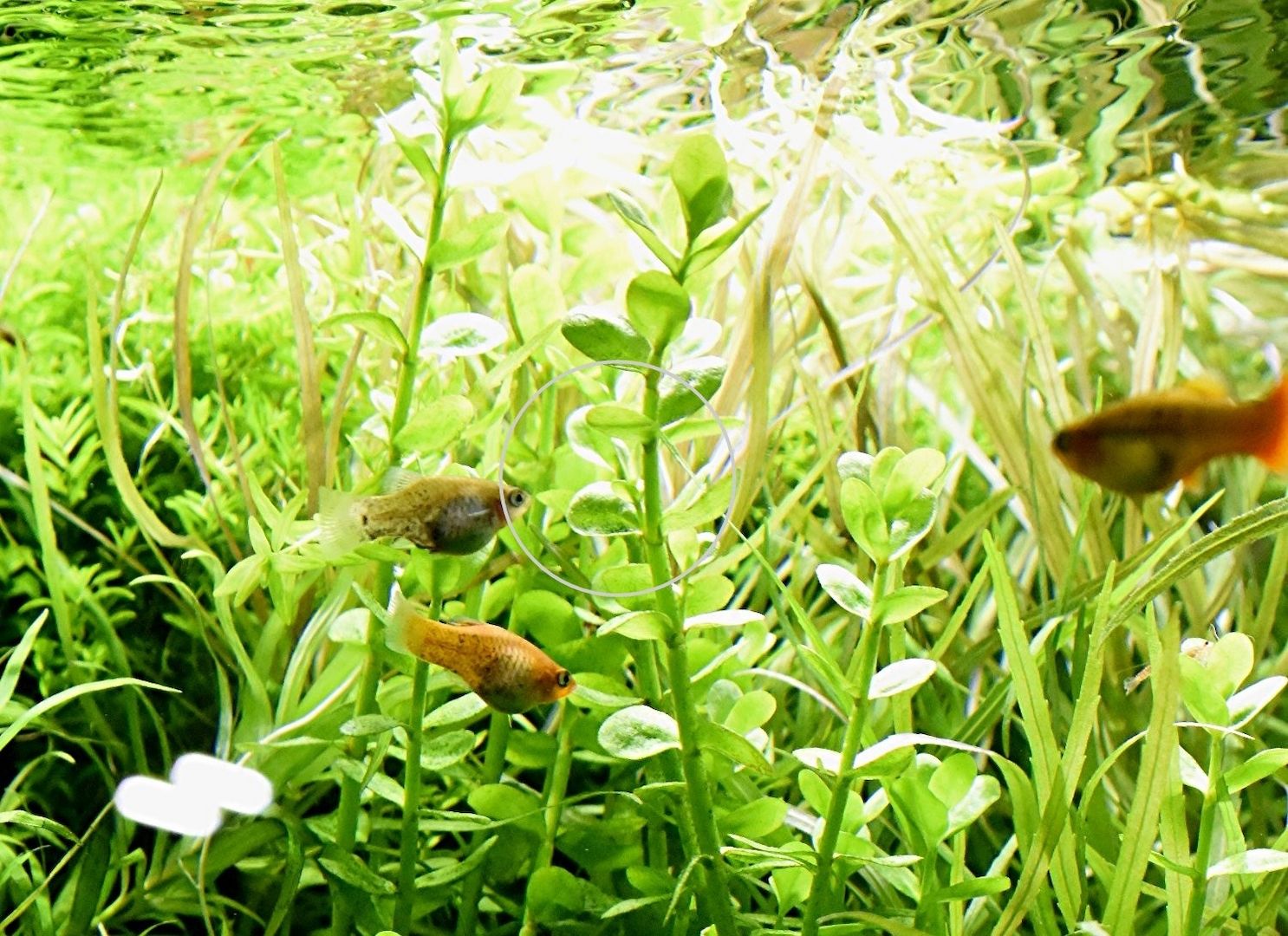 Großes Fettblatt,  Aquariumpflanze, Versand/ Abholung