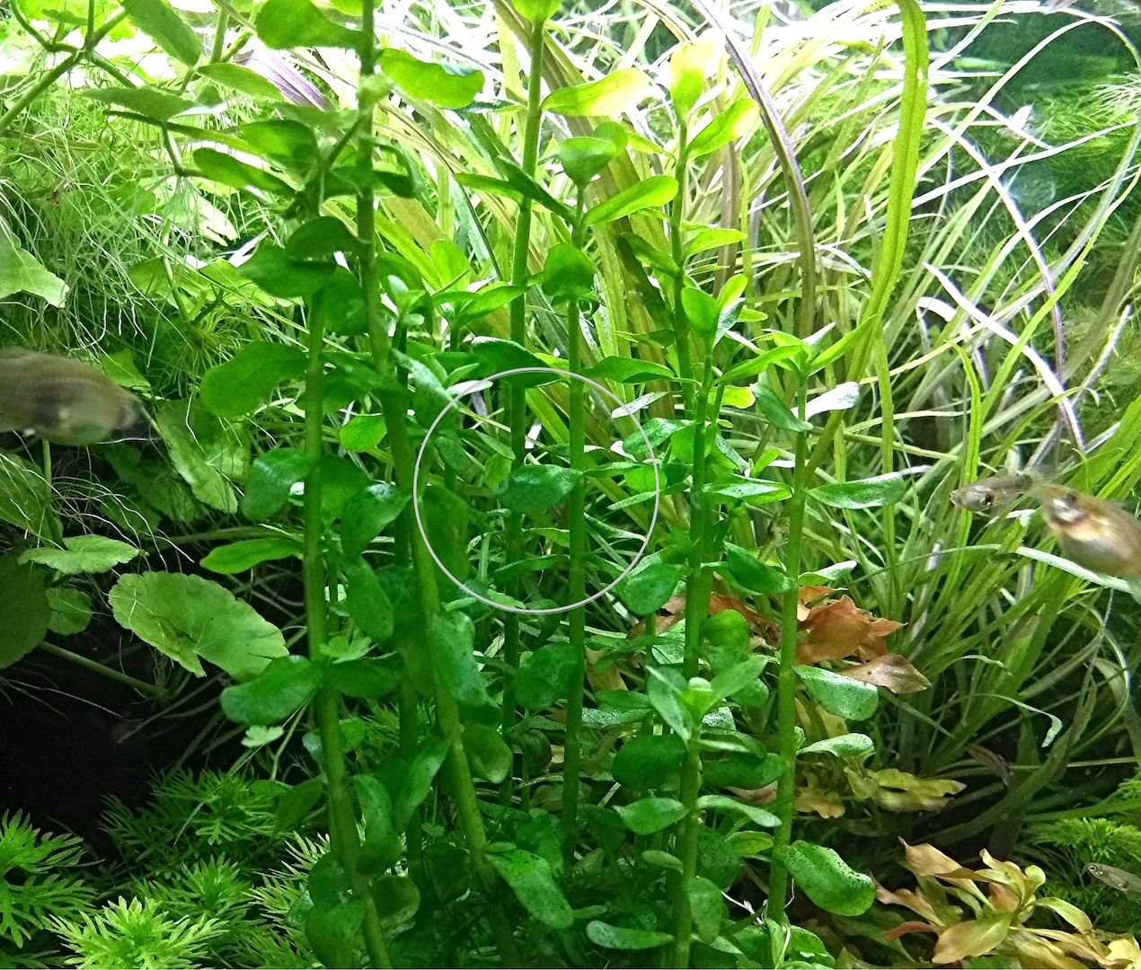 Großes Fettblatt,  Aquariumpflanze, Versand/ Abholung