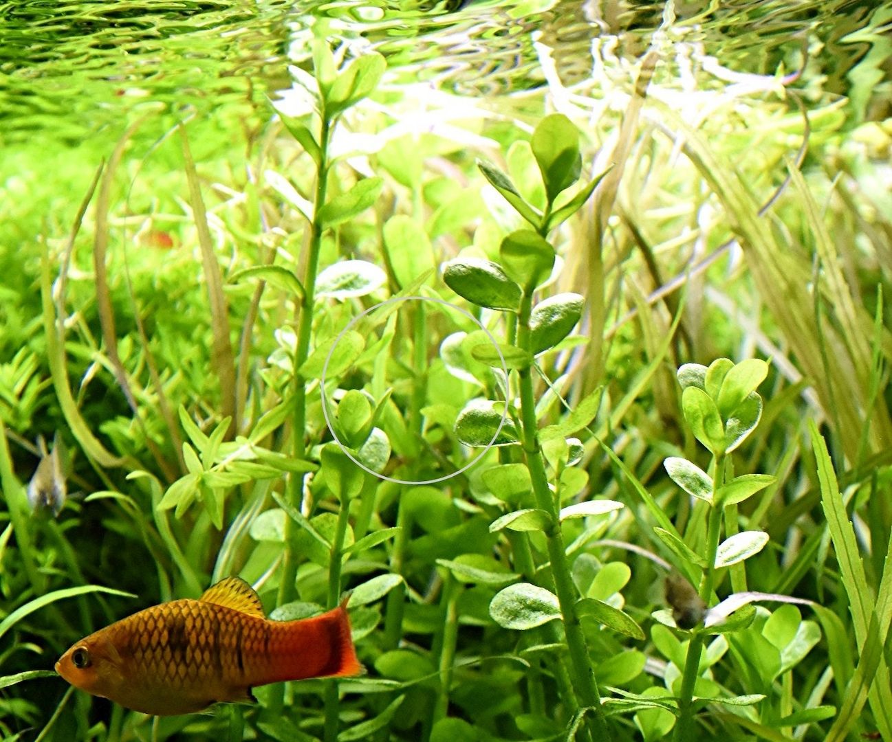 Großes Fettblatt,  Aquariumpflanze, Versand/ Abholung