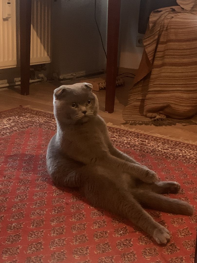 Zwei Bezaubernde Scottish Fold-Geschwister