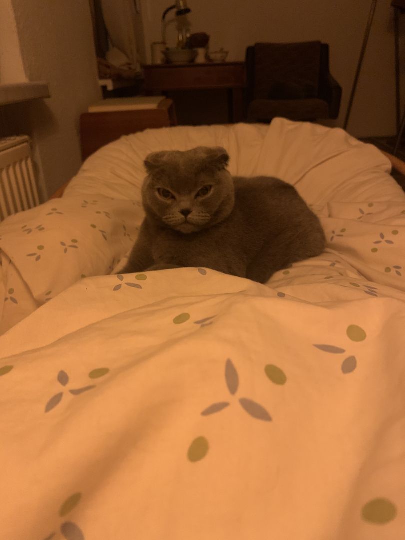 Zwei Bezaubernde Scottish Fold-Geschwister