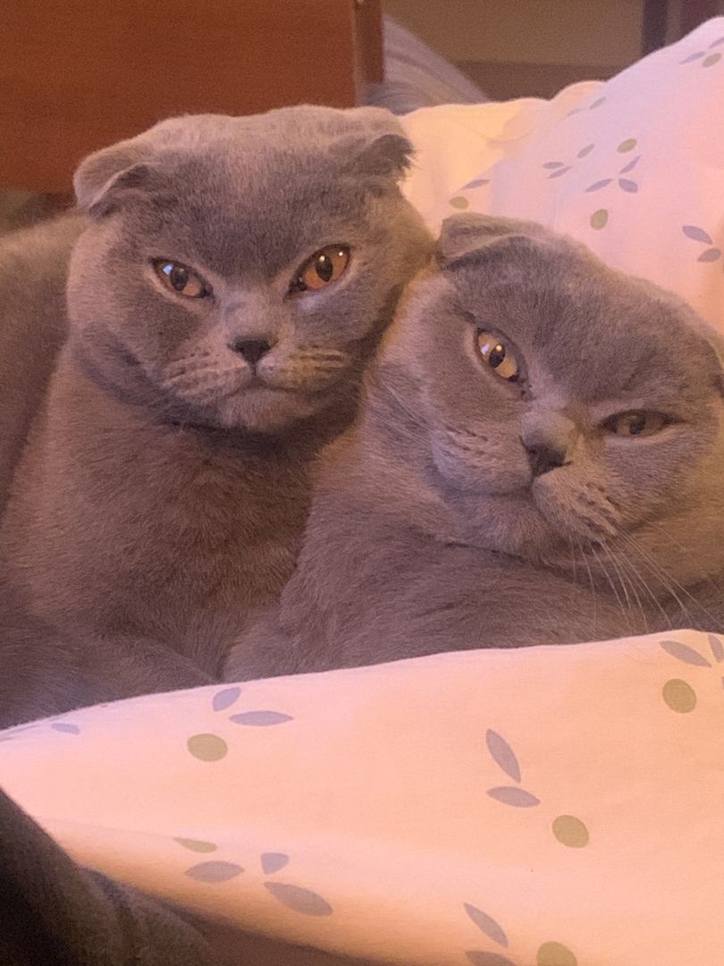 Zwei Bezaubernde Scottish Fold-Geschwister