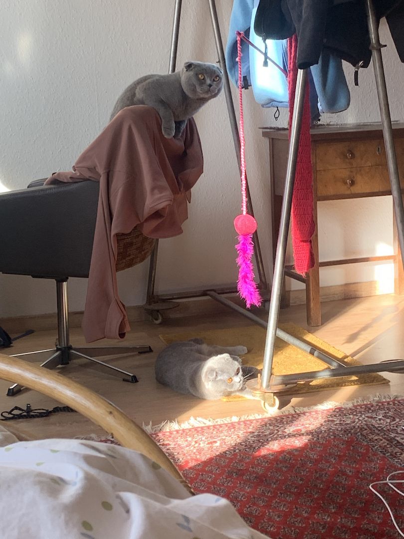 Zwei Bezaubernde Scottish Fold-Geschwister