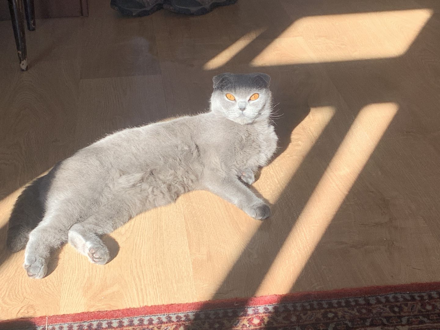 Zwei Bezaubernde Scottish Fold-Geschwister