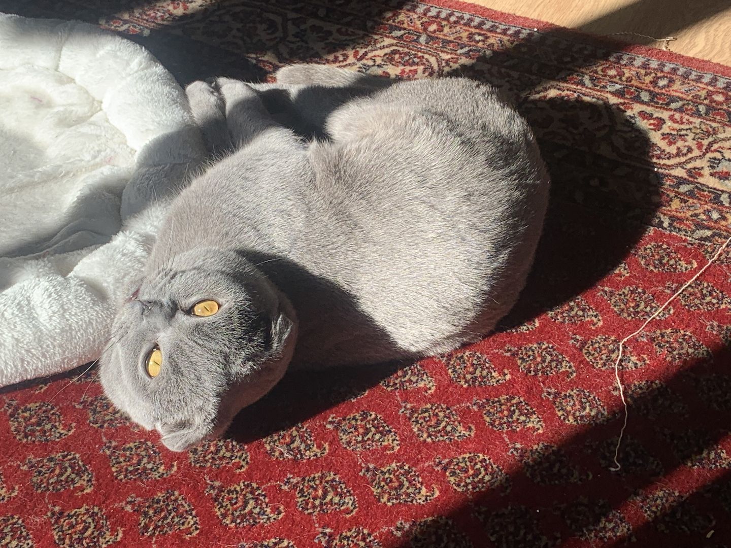 Zwei Bezaubernde Scottish Fold-Geschwister