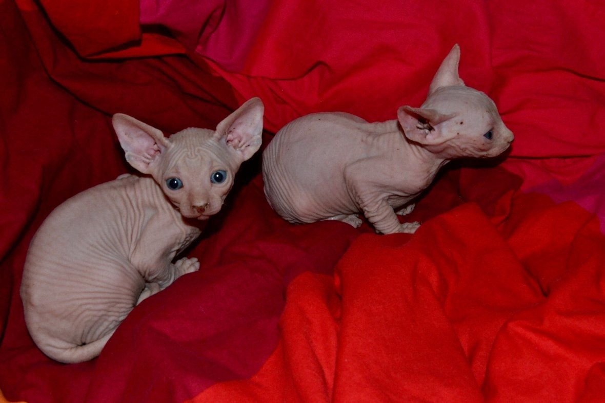 Sphynx-Kätzchen zu verkaufen Sphynx-Kätzchen zu verkaufen