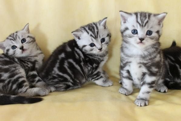 BKH-Kitten mit dem Stammbaum,,