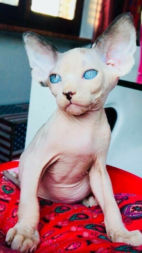 Sphynx-Kätzchen , Sphynx-Kätzchen ,