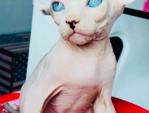 Sphynx-Kätzchen ,