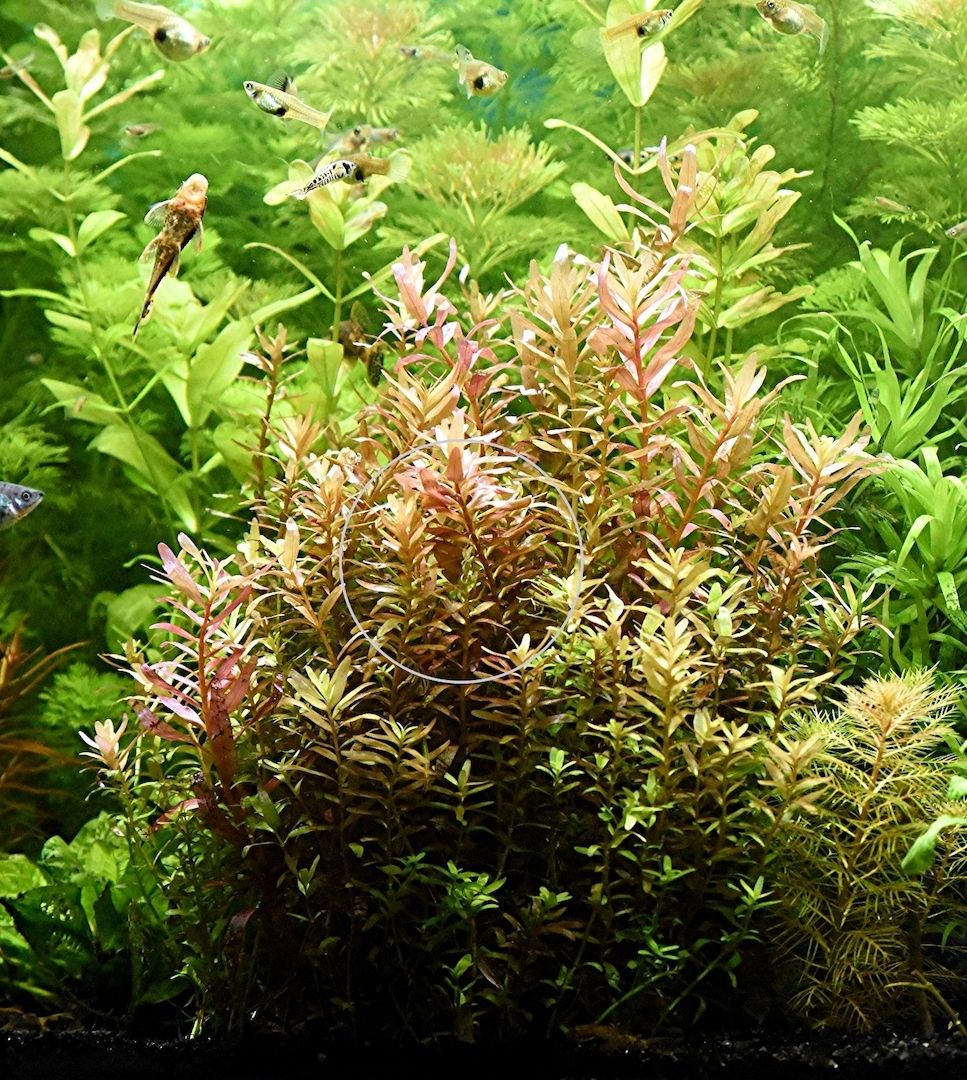 Indische Rotala, Aquariumpflanze, Versand/ Abholung