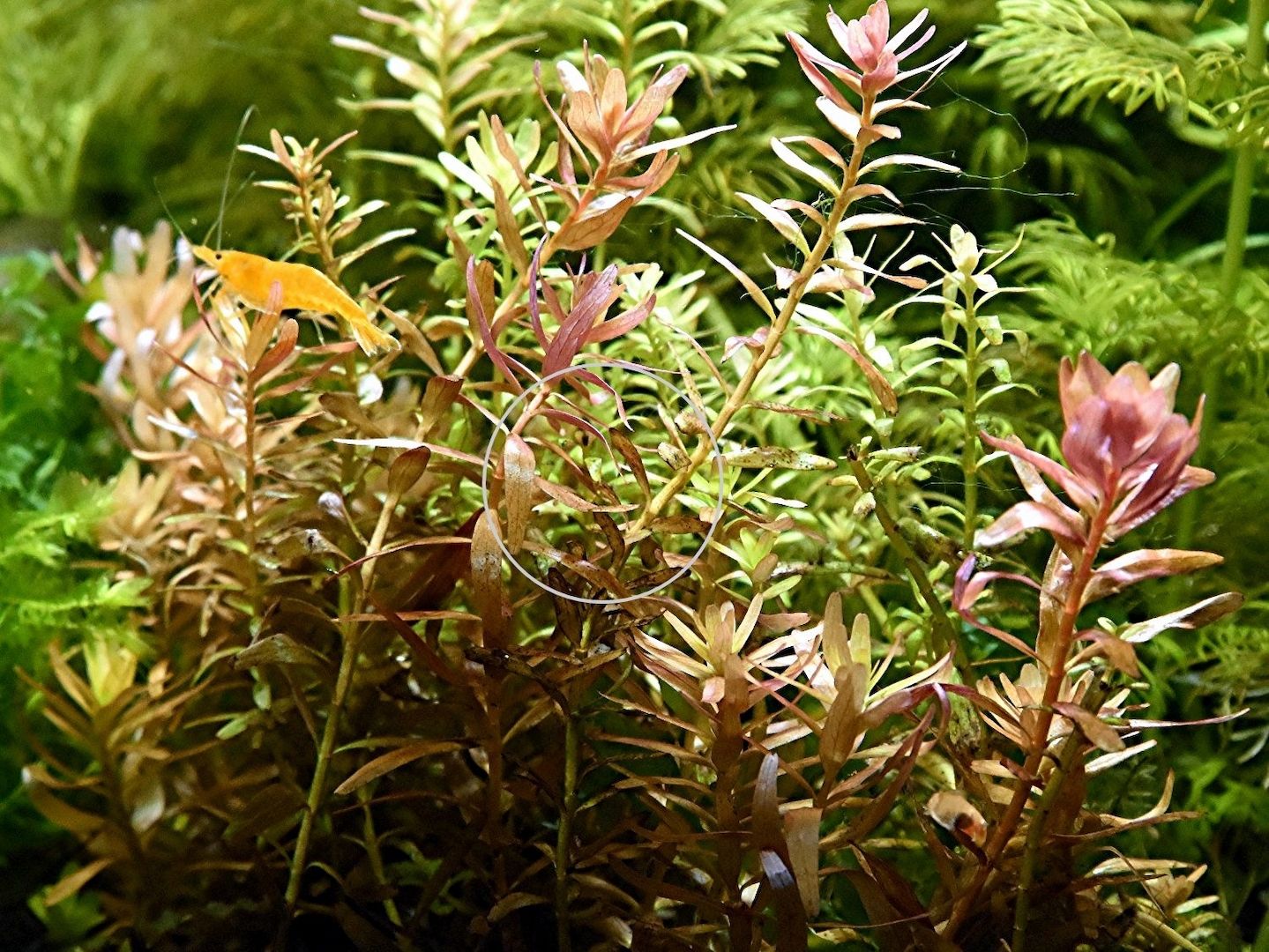 Indische Rotala, Aquariumpflanze, Versand/ Abholung