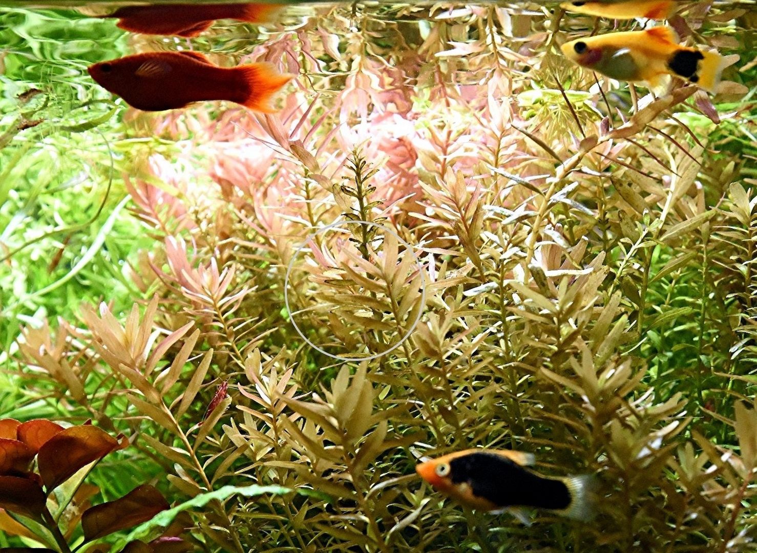 Indische Rotala, Aquariumpflanze, Versand/ Abholung