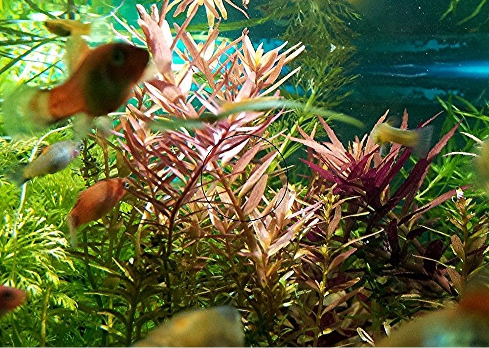 Indische Rotala, Aquariumpflanze, Versand/ Abholung