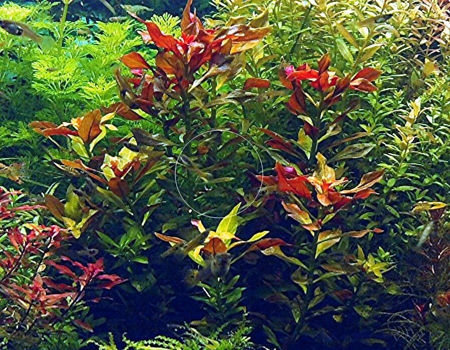 Rubinrote Ludwigie, Aquarienpflanze, Versand/ Abholung