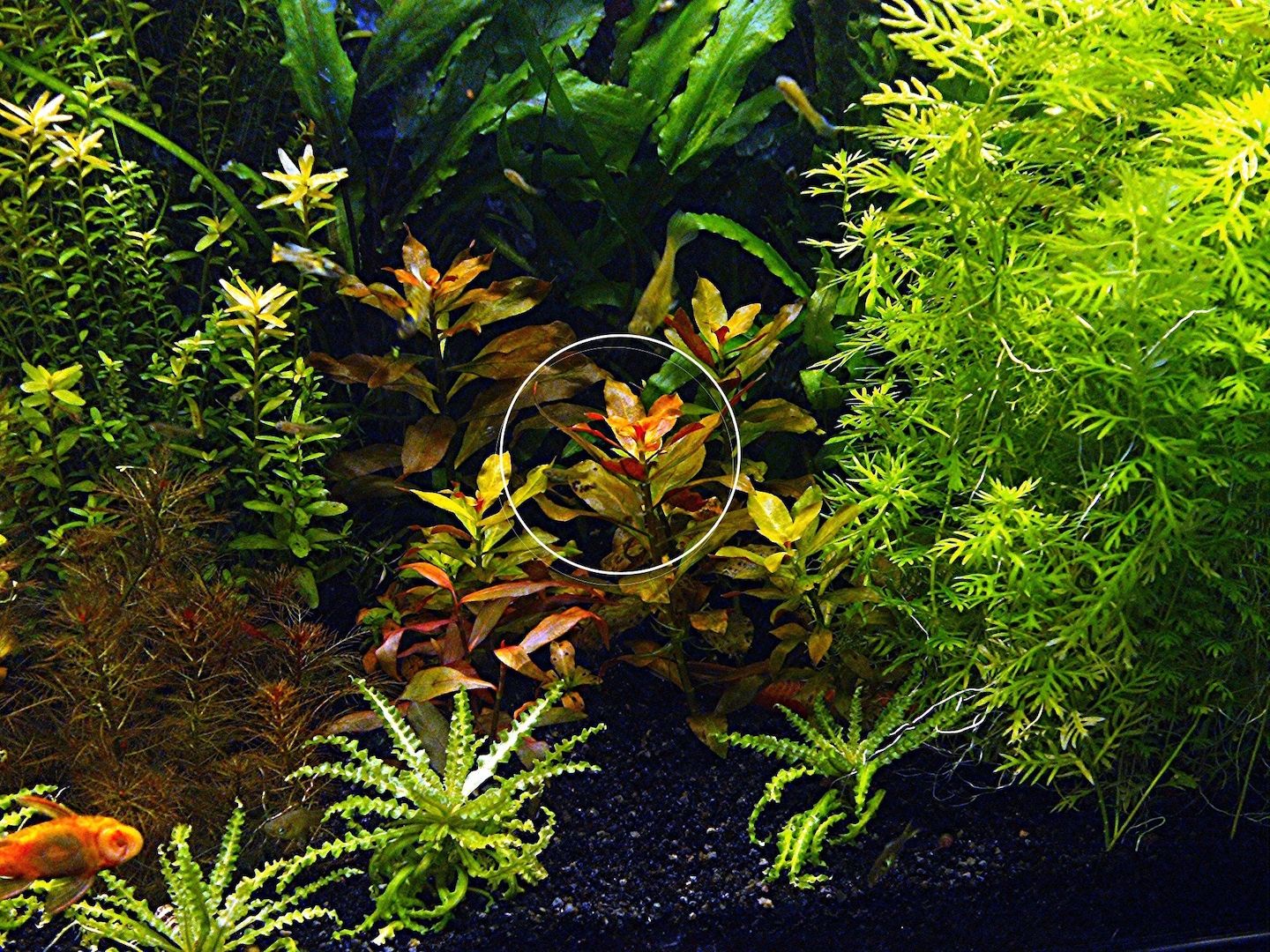 Rubinrote Ludwigie, Aquarienpflanze, Versand/ Abholung