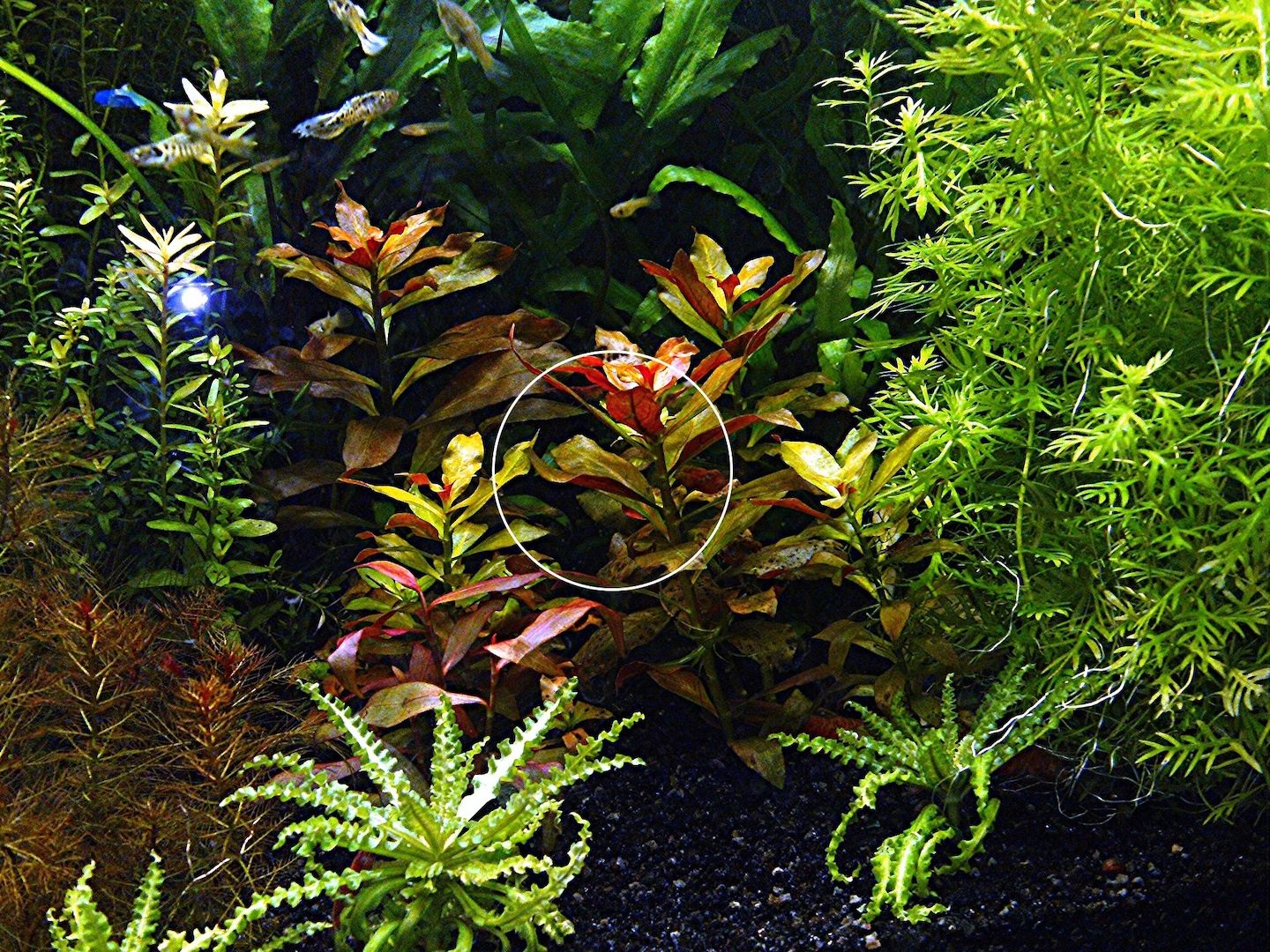 Rubinrote Ludwigie, Aquarienpflanze, Versand/ Abholung