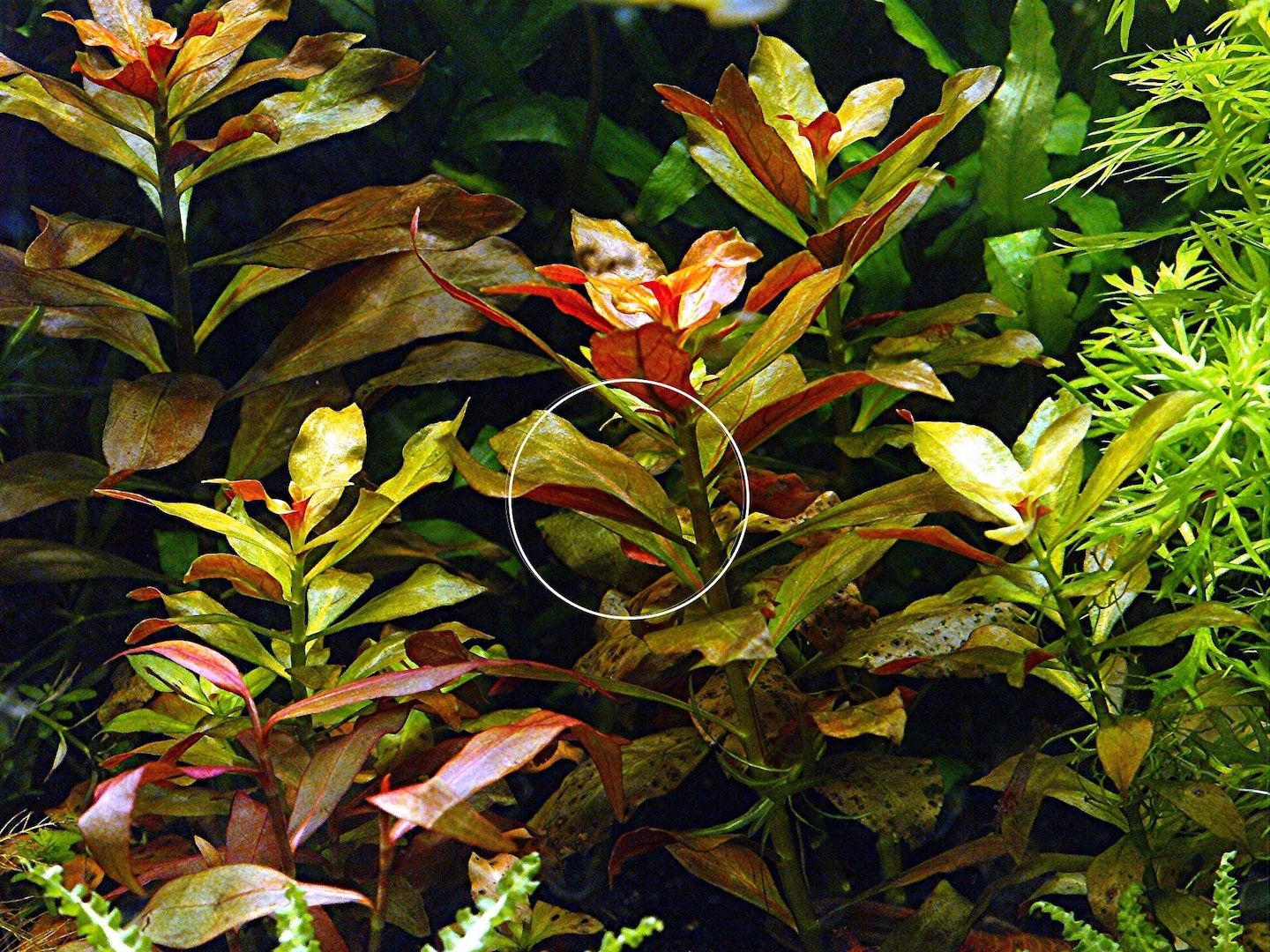 Rubinrote Ludwigie, Aquarienpflanze, Versand/ Abholung