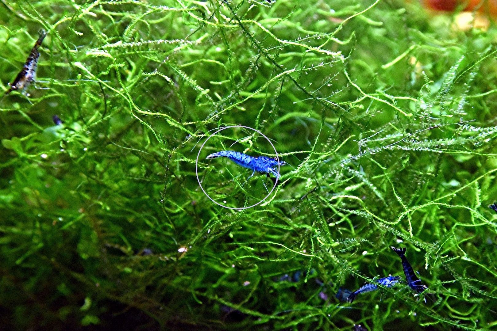 Javamoos, Aquariumpflanze, Versand/ Abholung