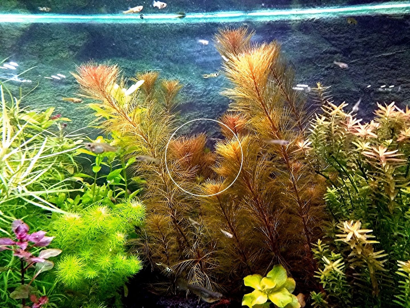 Rotes Mato Grosso Tausendblatt, RARITÄT, Wasserpflanze, Versand/ Abholung Rotes Mato Grosso Tausendblatt, RARITÄT, Wasserpflanze, Versand/ Abholung