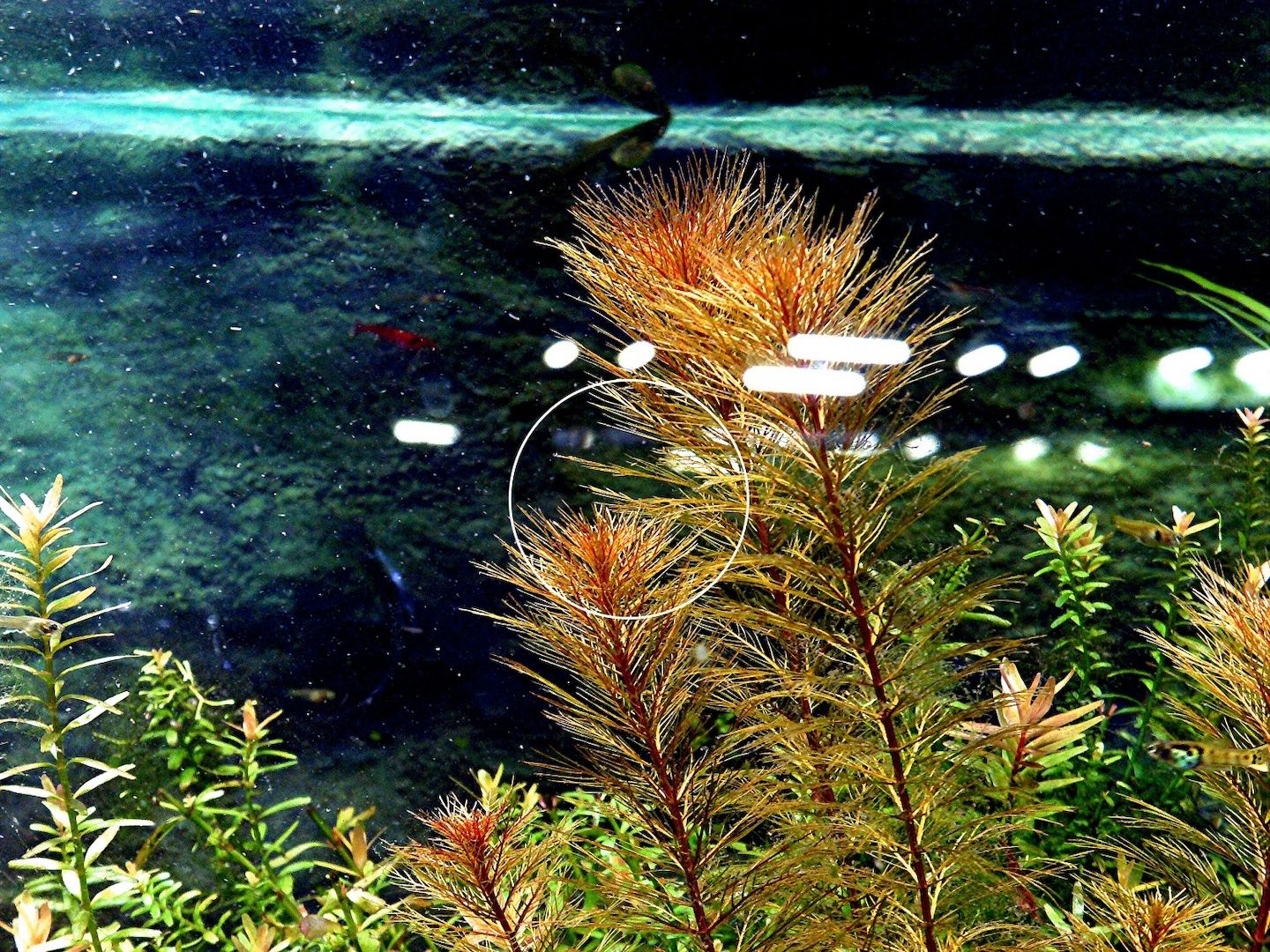 Rotes Mato Grosso Tausendblatt, RARITÄT, Wasserpflanze, Versand/ Abholung Rotes Mato Grosso Tausendblatt, RARITÄT, Wasserpflanze, Versand/ Abholung