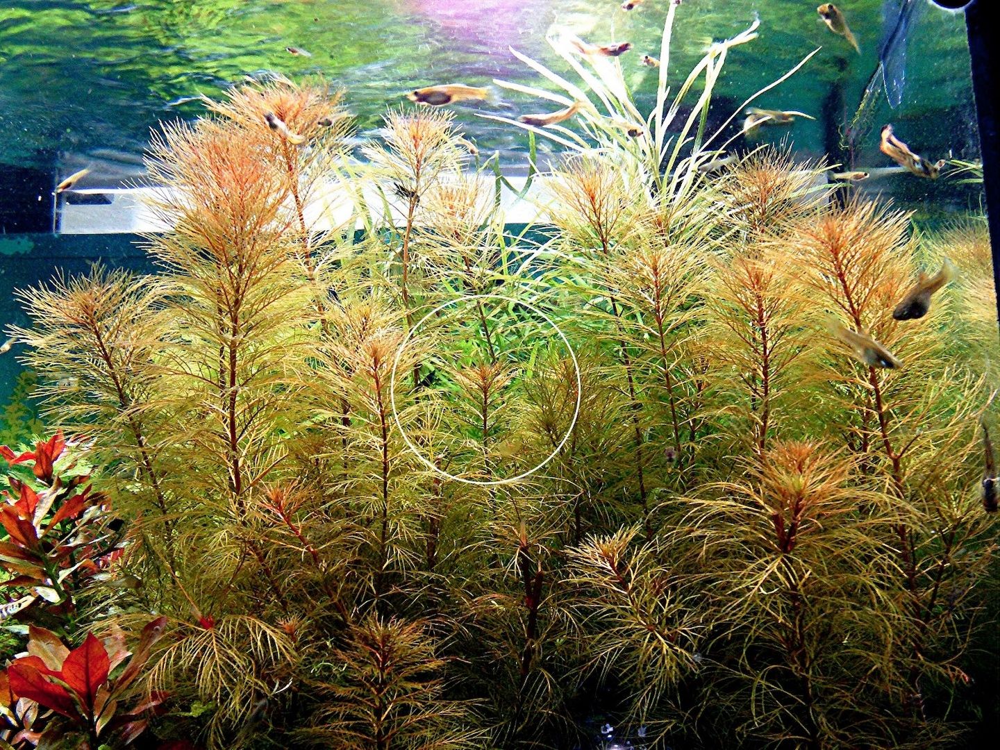 Rotes Mato Grosso Tausendblatt, RARITÄT, Wasserpflanze, Versand/ Abholung Rotes Mato Grosso Tausendblatt, RARITÄT, Wasserpflanze, Versand/ Abholung