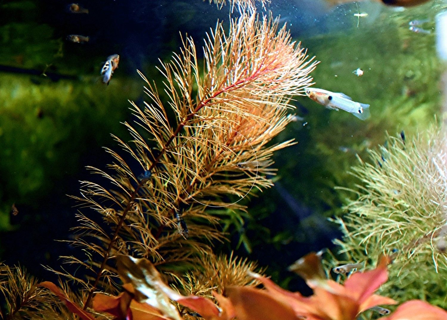 Rotes Mato Grosso Tausendblatt, RARITÄT, Wasserpflanze, Versand/ Abholung Rotes Mato Grosso Tausendblatt, RARITÄT, Wasserpflanze, Versand/ Abholung