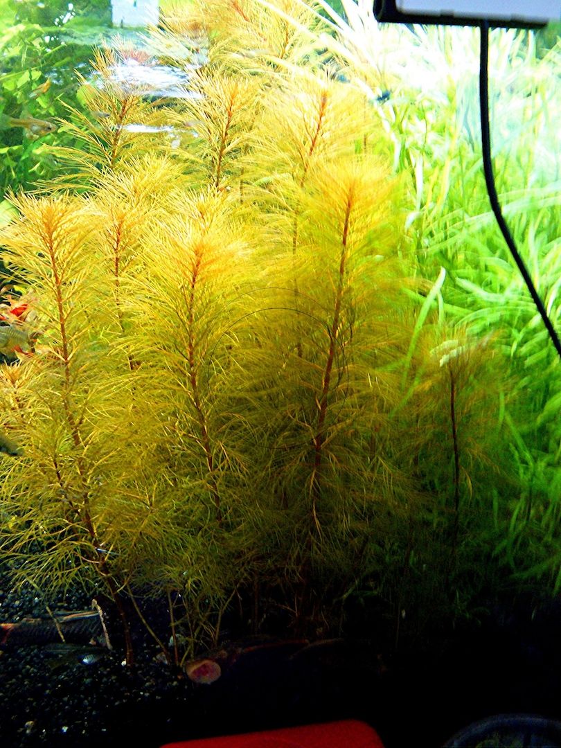 Rotes Mato Grosso Tausendblatt, RARITÄT, Wasserpflanze, Versand/ Abholung Rotes Mato Grosso Tausendblatt, RARITÄT, Wasserpflanze, Versand/ Abholung