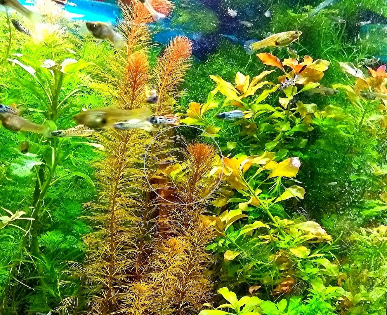 Rotes Mato Grosso Tausendblatt, RARITÄT, Wasserpflanze, Versand/ Abholung Rotes Mato Grosso Tausendblatt, RARITÄT, Wasserpflanze, Versand/ Abholung