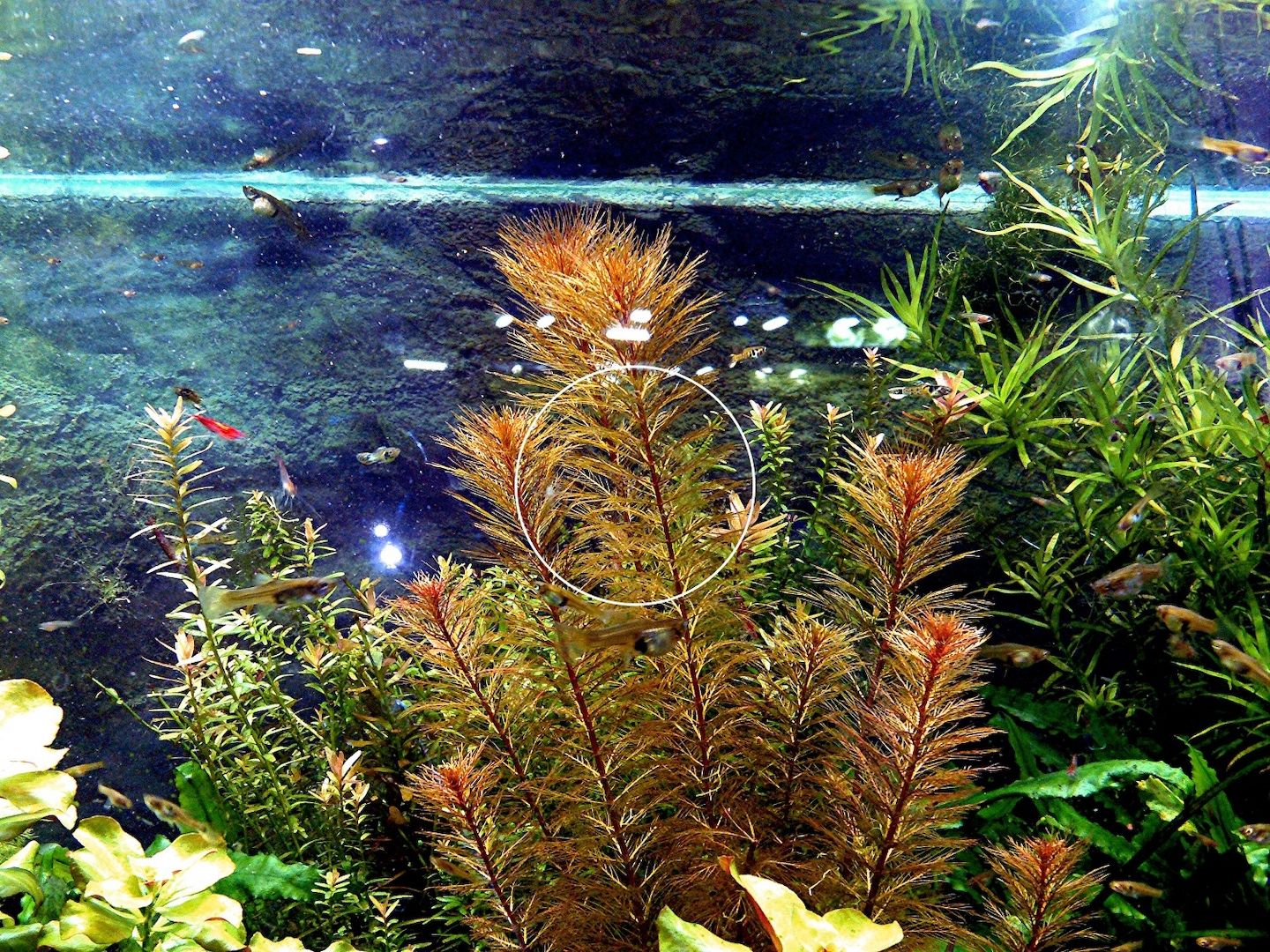 Rotes Mato Grosso Tausendblatt, RARITÄT, Wasserpflanze, Versand/ Abholung Rotes Mato Grosso Tausendblatt, RARITÄT, Wasserpflanze, Versand/ Abholung