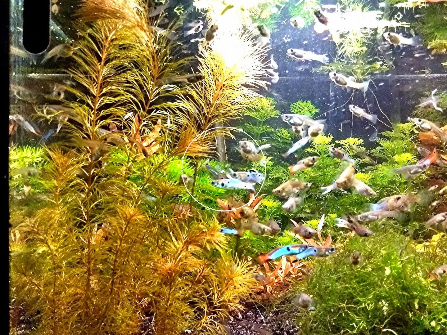 Rotes Mato Grosso Tausendblatt, RARITÄT, Wasserpflanze, Versand/ Abholung Rotes Mato Grosso Tausendblatt, RARITÄT, Wasserpflanze, Versand/ Abholung