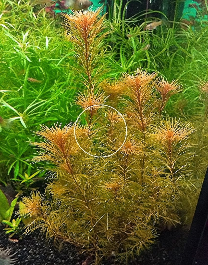 Rotes Mato Grosso Tausendblatt, RARITÄT, Wasserpflanze, Versand/ Abholung Rotes Mato Grosso Tausendblatt, RARITÄT, Wasserpflanze, Versand/ Abholung