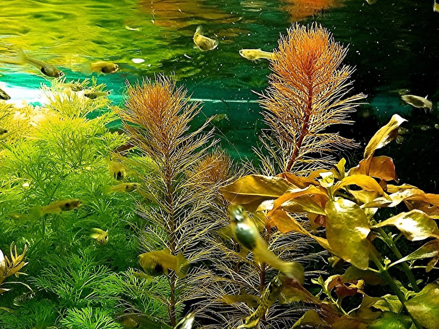 Rotes Mato Grosso Tausendblatt, RARITÄT, Wasserpflanze, Versand/ Abholung Rotes Mato Grosso Tausendblatt, RARITÄT, Wasserpflanze, Versand/ Abholung
