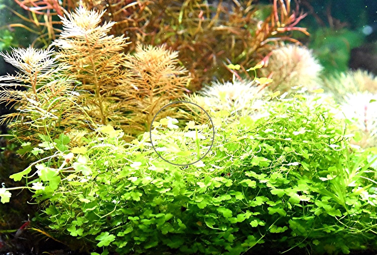 Japanisches Kleeblatt, RARITÄT, Wasserpfl., Versand/ Abholung