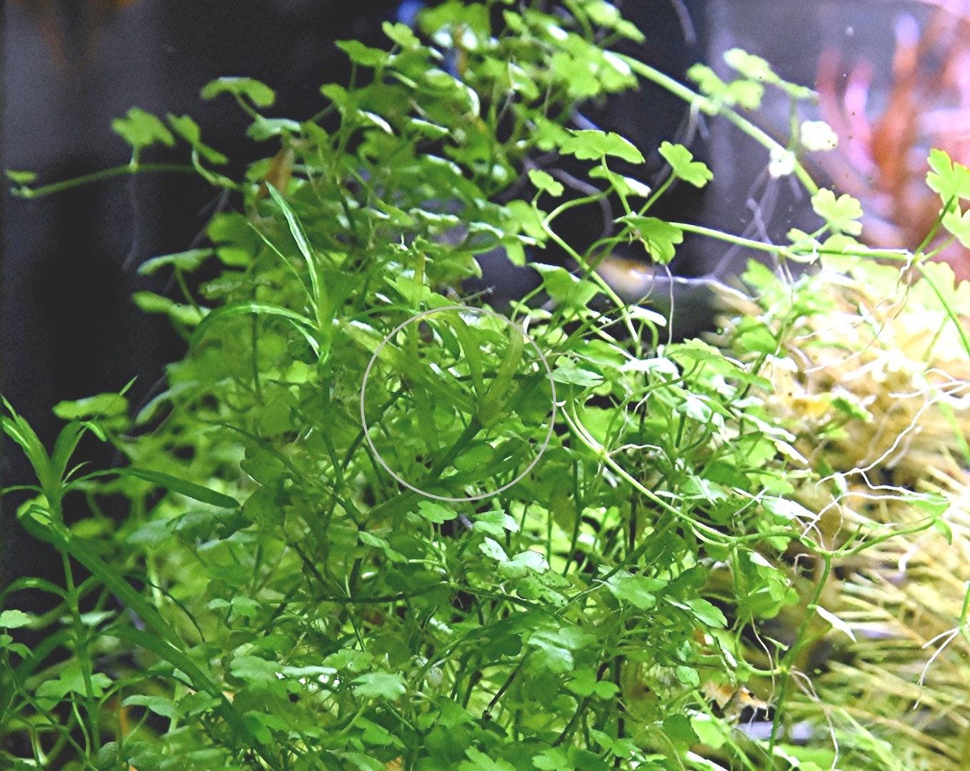 Japanisches Kleeblatt, RARITÄT, Wasserpfl., Versand/ Abholung