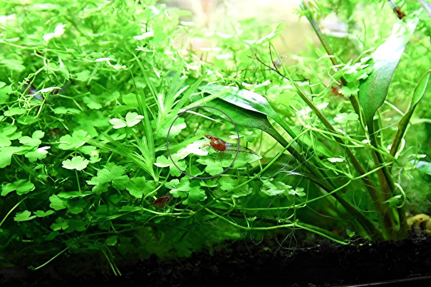 Japanisches Kleeblatt, RARITÄT, Wasserpfl., Versand/ Abholung